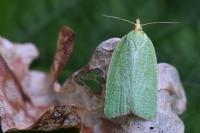Tortrix viridana