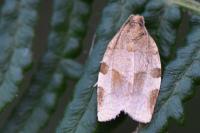 Choristoneura hebenstreitella