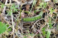 Saturnia pavonia