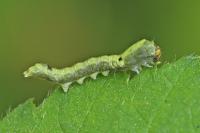 Thyatira batis