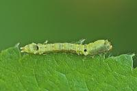 Thyatira batis