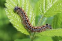 Malacosoma neustria