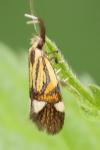 Alabonia geoffrella