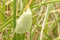 Tortrix viridana