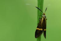 Nemophora degeerella