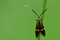 Nemophora degeerella