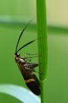 Nemophora degeerella