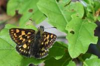Carterocephalus palaemon