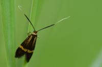 Nemophora degeerella