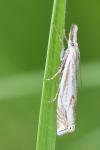 Crambus lathoniellus