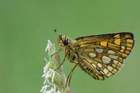 Carterocephalus palaemon