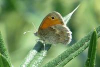 Coenonympha pamphilus