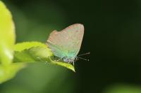 Callophrys rubi