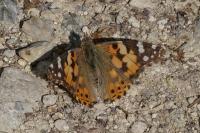 Vanessa cardui