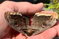 Saturnia pyri