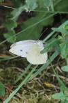 Pieris rapae