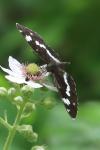Limenitis camilla