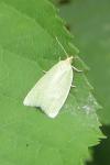 Tortrix viridana