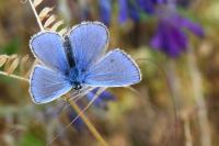 Polyommatus icarus