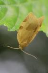 Choristoneura hebenstreitella