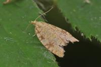 Aleimma loeflingiana