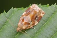 Archips xylosteana