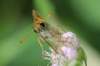 Thymelicus sylvestris