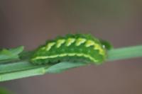 Callophrys rubi