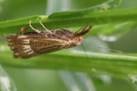 Chrysocrambus linetella
