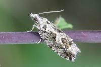 Zeiraphera isertana
