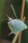 Tortrix viridana