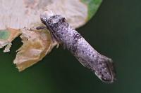 Paraswammerdamia nebulella