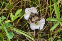 Autographa gamma