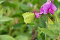 Gonepteryx rhamni