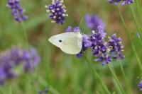 Pieris rapae