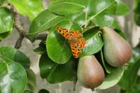 Polygonia c-album