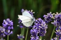 Pieris napi