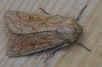 Mythimna vitellina