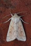 Mythimna vitellina
