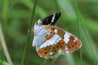 Limenitis camilla