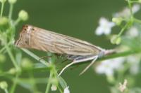 Chrysoteuchia culmella
