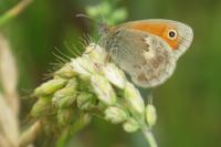 Coenonympha pamphilus