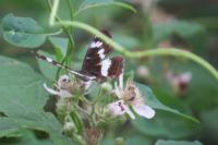 Limenitis camilla