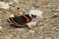 Vanessa atalanta
