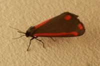 Tyria jacobaeae
