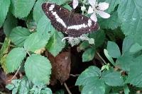 Limenitis camilla