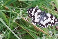 Melanargia galathea