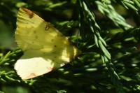 Opisthograptis luteolata