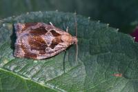 Archips crataegana