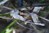 Phlogophora meticulosa